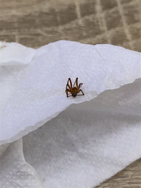 家裡出現青蛙|【家裡有青蛙】消失的夏夜蛙鳴 